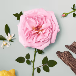 Chloé Rose Naturelle Eau De Parfum 50 ml - Additional view 8