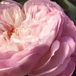 Chloé Rose Naturelle Eau de Parfum 30 ml - Additional view 5