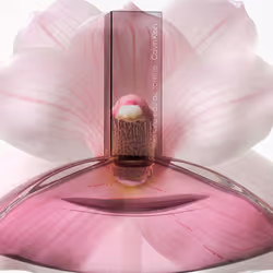 Euphoria eau de toilette vapor 100 ml