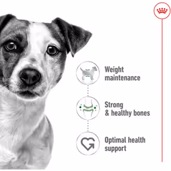 Royal Canin Mini Adult 4kg Dry Dog Food