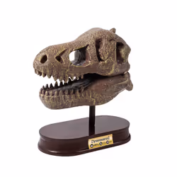 Buki Museum Dino Skull Tyrannosaurus - Additional view 5