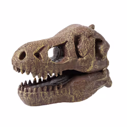 Buki Museum Dino Skull Tyrannosaurus - Additional view 7
