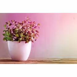 Paulmann 28974 plant grow light LED light