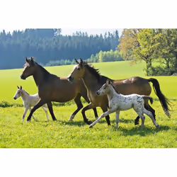 Schmidt Spiele 55588 puzzle Jigsaw puzzle 48 pc(s) Fauna