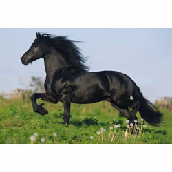 Schmidt Spiele 55588 puzzle Jigsaw puzzle 48 pc(s) Fauna