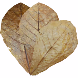Dennerle Nano Catappa Leaves Brown