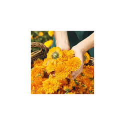 Calendula Body Cream 75ml