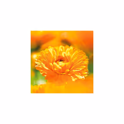 Calendula Body Cream 75ml - Additional view 4