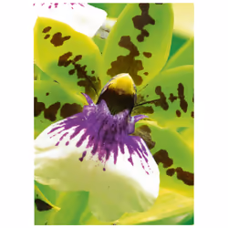 Avery Premium Inkjet A4 250g White Satin-matt
