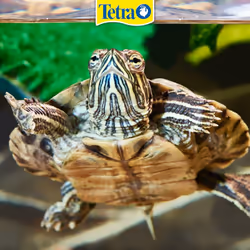 Tetra ReptoMin, Complete Food for Water Turtles, 500 ml