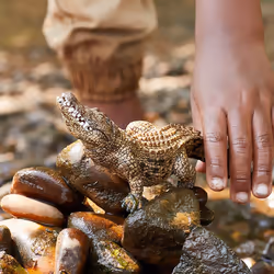 schleich WILD LIFE Crocodile - Additional view 6