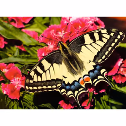 Ravensburger 12.001.335 puzzle Jigsaw puzzle 500 pc(s) Fauna