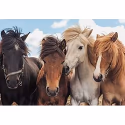 Ravensburger 05148 puzzle Jigsaw puzzle 24 pc(s) Animals
