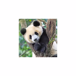 Ravensburger 05666 puzzle Contour puzzle 49 pc(s) Animals