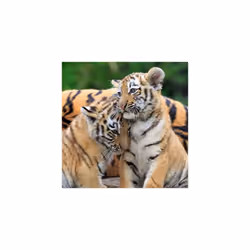 Ravensburger 05666 puzzle Contour puzzle 49 pc(s) Animals