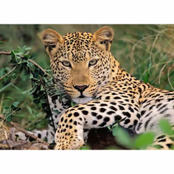 Ravensburger 13345 puzzle Jigsaw puzzle 100 pc(s) Animals