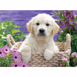 Ravensburger 4005556148295 500 pc(s)