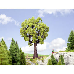 NOCH Oak Tree