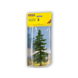 NOCH Caucasian Fir