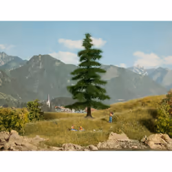 NOCH Caucasian Fir
