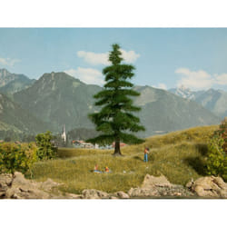 NOCH Caucasian Fir