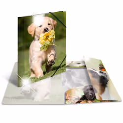 HERMA 19327, Conventional file folder, A4, Polypropylene (PP), Multicolour, Glossy, Portrait
