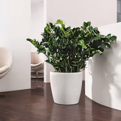 LECHUZA Planter Classico Color 28 ALL-IN-ONE White High Gloss Plant Pot 13190 - Additional view 4