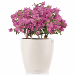 LECHUZA CLASSICO Color 35 White Poly Resin Floor Self-watering Planter with Substrate D35 H30 cm