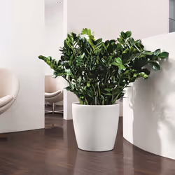 LECHUZA CLASSICO Color 43 White Poly Resin Floor Self-watering Planter with Substrate D43 H40 cm