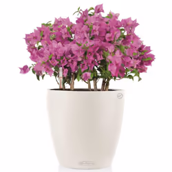 LECHUZA CLASSICO Color 43 White Poly Resin Floor Self-watering Planter with Substrate D43 H40 cm - Additional view 4