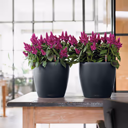 LECHUZA CLASSICO Indoor/outdoor Pot planter Freestanding Polypropylene (PP) Brown