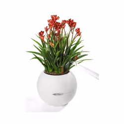 LECHUZA PURO Color 20 White Poly Resin Table Self-watering Planter with Substrate D20 H16 cm