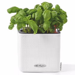 LECHUZA CUBE Color 14 White Poly Resin Table Self-watering Planter H14 L14 W14 cm