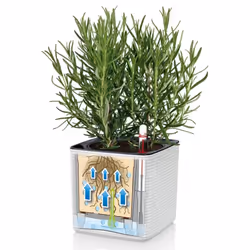 LECHUZA CUBE Color 14 White Poly Resin Table Self-watering Planter H14 L14 W14 cm