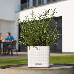 LECHUZA CUBE Color 14 White Poly Resin Table Self-watering Planter H14 L14 W14 cm - Additional view 5