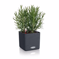 LECHUZA CUBE Color 16 Indoor Pot planter Freestanding Polypropylene (PP) White - Additional view 6
