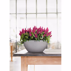 LECHUZA CUBETO Indoor/outdoor Pot planter Freestanding Polypropylene (PP) Grey - Additional view 8