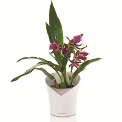 LECHUZA ORCHIDEA White Matt Poly Resin Table Self-watering Planter with Substrate D18 H19,5 cm