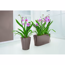 LECHUZA DELTINI Table Shiny Taupe Poly Resin Table Self-watering Planter with Substrate D14 H18 cm