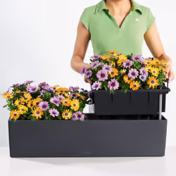LECHUZA Balconera Color 80 Indoor/outdoor Box planter Hanging Polypropylene (PP) Brown