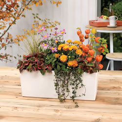 LECHUZA BALCONERA Color Poly Resin Window Box Self-watering Planter with Substrate - Pastel Green, H19 L50 W19 cm