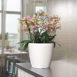 LECHUZA Planter Flower Pot CLASSICO LS 35 ALL-IN-ONE High-Gloss White 16060