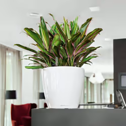 LECHUZA Planter Flower Pot CLASSICO LS 35 ALL-IN-ONE High-Gloss White 16060