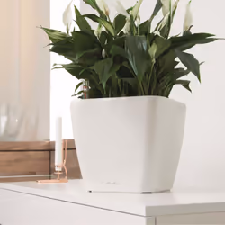 LECHUZA QUADRO LS 43 White High Gloss Poly Resin Floor Self-watering Planter with Substrate H40 L43 W43 cm