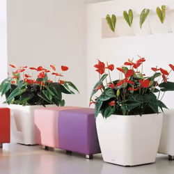 LECHUZA QUADRO LS 50 Indoor Pot planter Freestanding Plastic Charcoal - Additional view 5