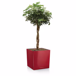 LECHUZA CUBE 50 Indoor Pot planter Freestanding Polypropylene (PP) White - Additional view 4
