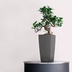 LECHUZA MINI CUBI  and MAXI CUBI Table Poly Resin  Self-watering Planter with Substrate - Charcoal, H26 L14 W14 cm