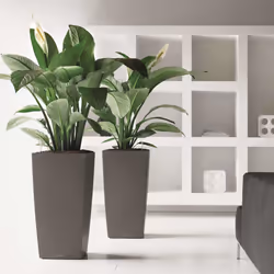 LECHUZA CUBICO 30 Charcoal Metallic Poly Resin Floor Self-watering Planter with Substrate H56 L30 W30 cm