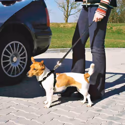 Car Harness, S: 30â60 Cm, Black - Harness Safety Trixie Dog 3060cm West - car harness safety trixie dog 3060 cm west highl ...