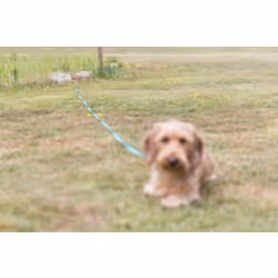 TRIXIE 2259 dog/cat lead accessory - Additional view 4